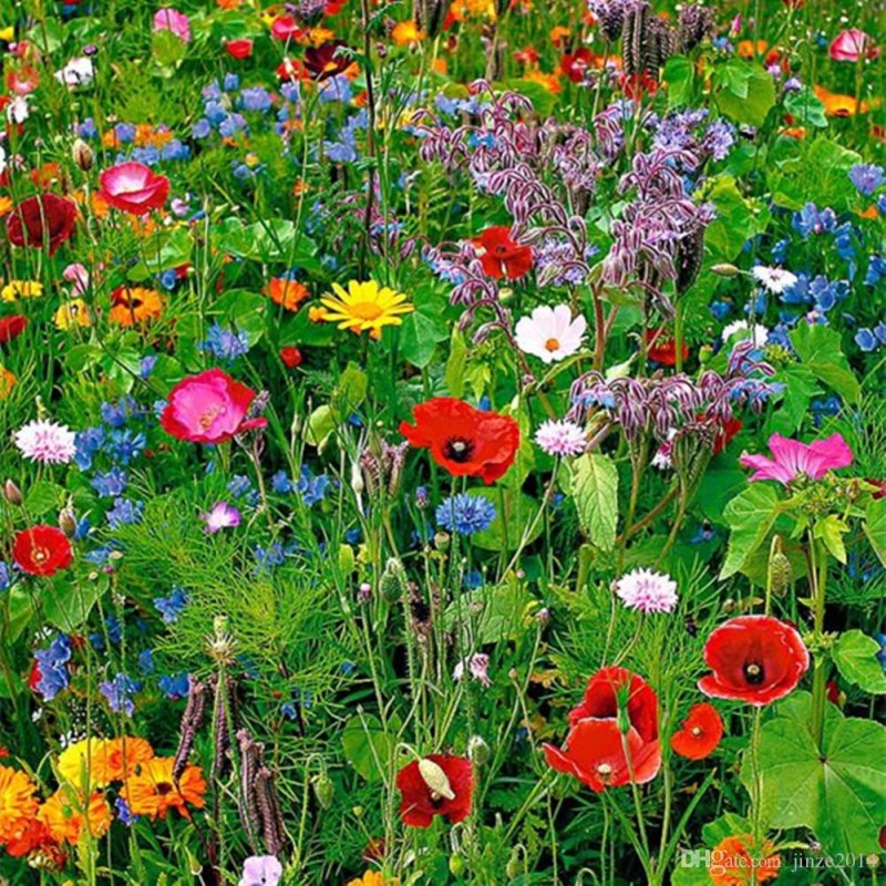 Breeders Seeds Ltd Wild Flower Mixes Wildflower Annual and