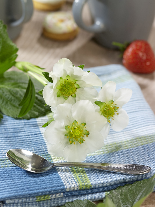 Breeders Seeds Ltd Vegetables & Fruit Strawberries Montana