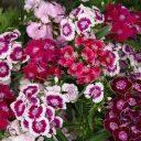 Breeders' Seeds - Leading flower and vegetable seed distribution ...