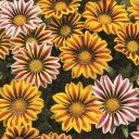 Breeders' Seeds - Leading flower and vegetable seed distribution ...