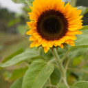 Breeders Seeds Ltd - Helianthus (Sunflower)