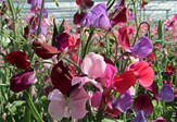 Click for more - Sweet Pea Seeds