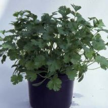 Coriander (Coriandum sativum) Pot (Item ID:14842)