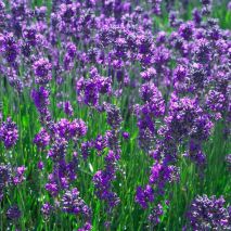 Lavender Vera (Lavendula vera) (Item ID:13634)