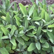 Sage English (Salvia officinalis) (Item ID:19117)