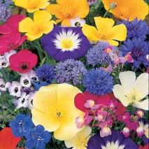 Dwarf Annual Flowers Mix (Item ID:13934)