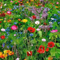 Wildflower Annual and Perennial Mix (Item ID:18331)
